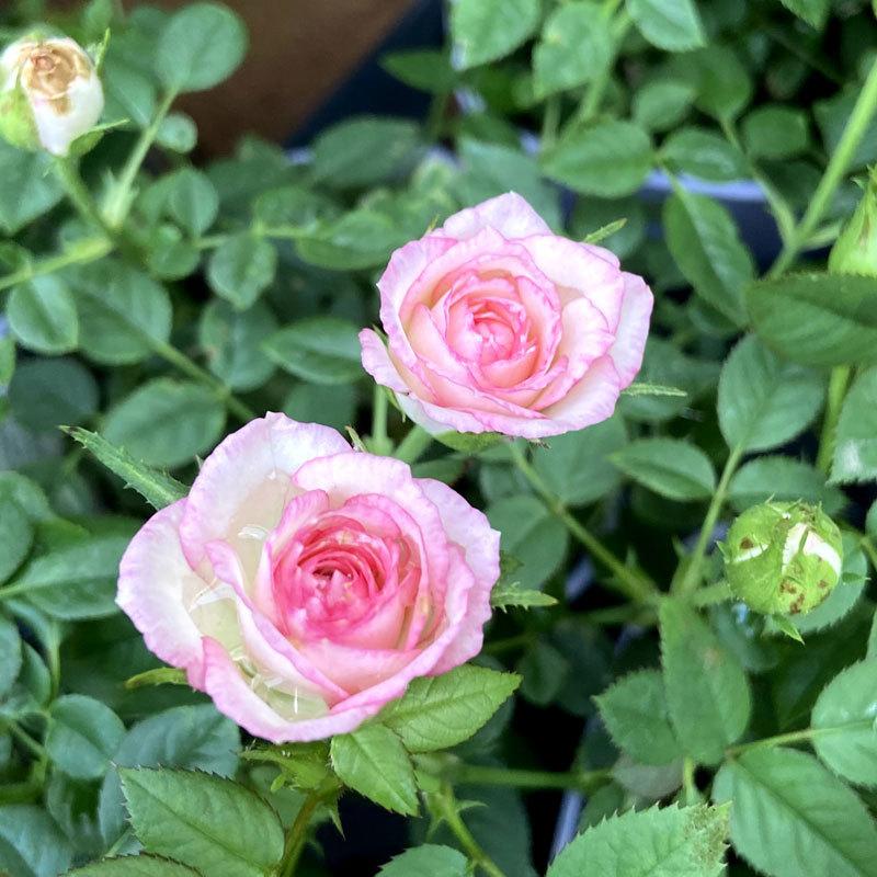 薔薇（バラ） ミニバラ・カルーセル コルダナの苗 : 植物・園芸専門店