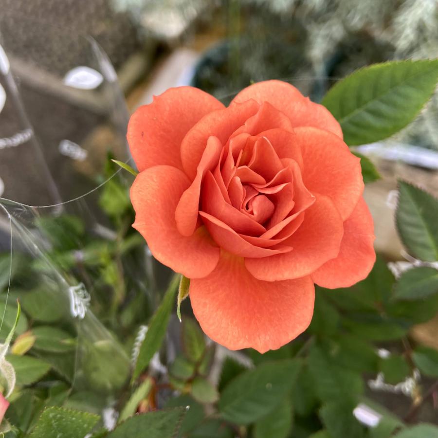 薔薇 バラ ミニバラ テディベアの苗 Ki Bara 428 花育通販yahoo 店 通販 Yahoo ショッピング