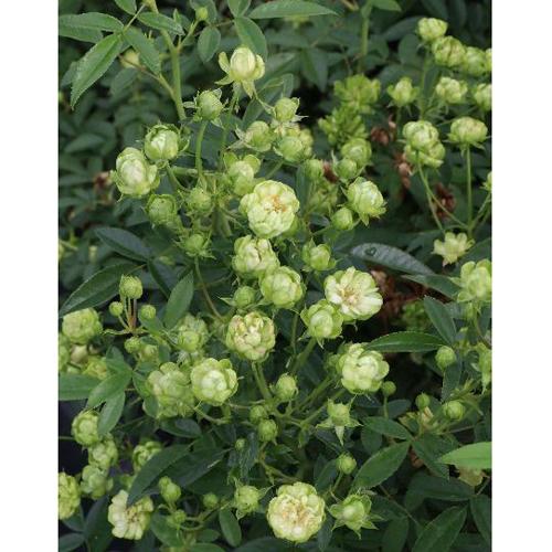 薔薇（バラ）の苗木 FL エクレール（切り花向き） : 植物・園芸専門店