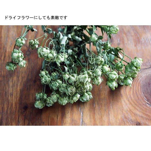 薔薇（バラ）の苗木 FL エクレール（切り花向き） : 植物・園芸専門店