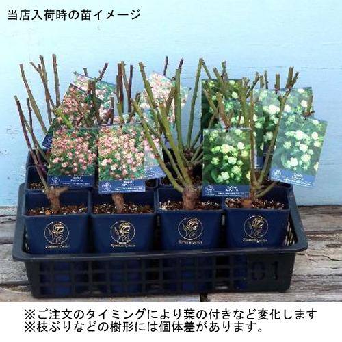 薔薇 バラ の苗木 Fl エクレール 切り花向き Ki Bara 429 花育通販yahoo 店 通販 Yahoo ショッピング