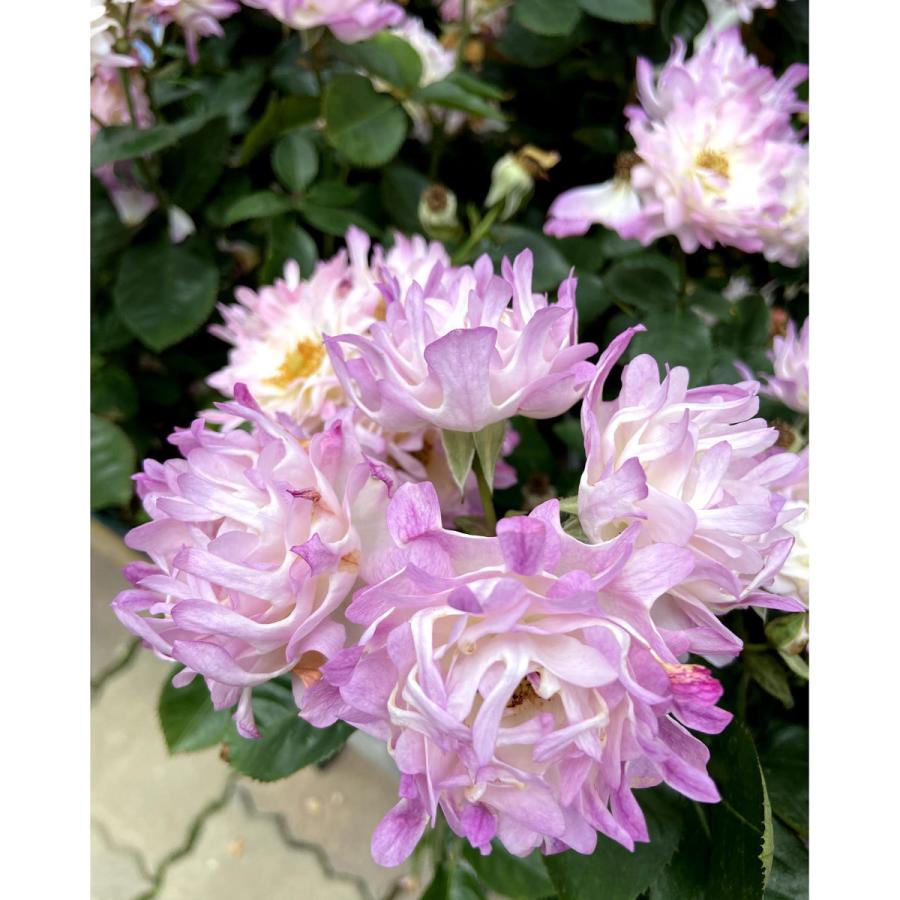 切花品種 シーアネモネ 挿し木苗 バラ苗 シーアネモネ 切り花品種 挿し木大苗 5号鉢 薔薇 苗