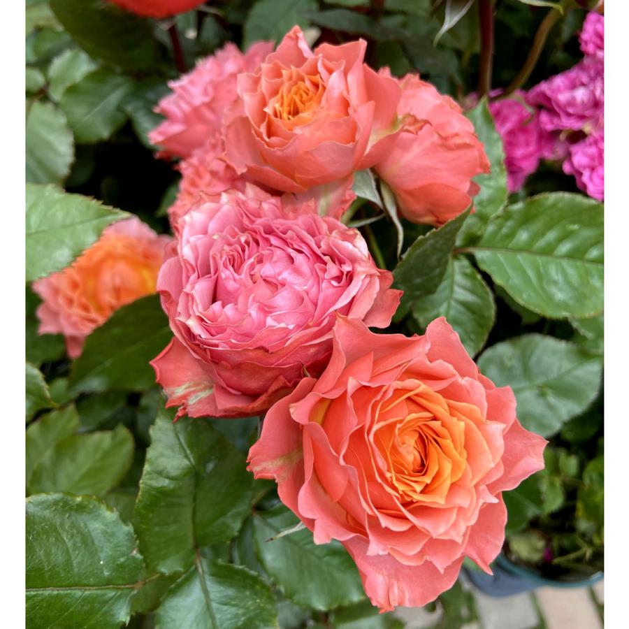 薔薇 バラ の苗木 トロピカルレイン Sp スプレー系 切り花 Ki Bara 433 花育通販yahoo 店 通販 Yahoo ショッピング