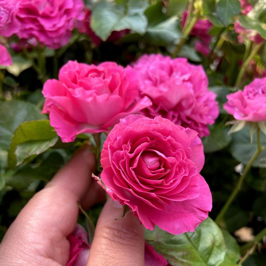 薔薇 バラ の苗木 エンジェルローラ Sp スプレー系 切り花 Ki Bara 434 花育通販yahoo 店 通販 Yahoo ショッピング