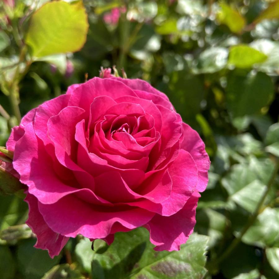 薔薇 バラ の苗木 エンジェルローラ Sp スプレー系 切り花 Ki Bara 434 花育通販yahoo 店 通販 Yahoo ショッピング