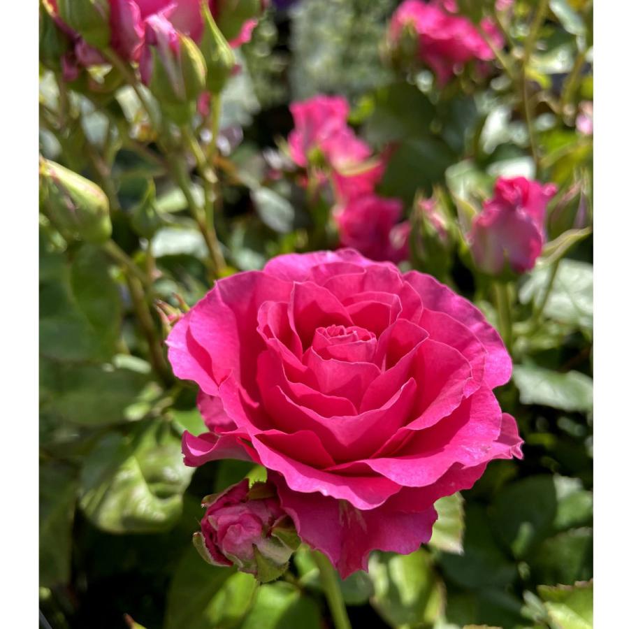 薔薇 バラ の苗木 エンジェルローラ Sp スプレー系 切り花 Ki Bara 434 花育通販yahoo 店 通販 Yahoo ショッピング