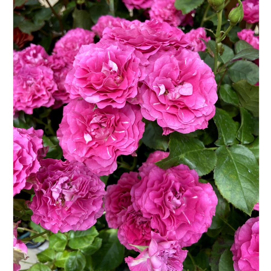 薔薇 バラ の苗木 エンジェルローラ Sp スプレー系 切り花 Ki Bara 434 花育通販yahoo 店 通販 Yahoo ショッピング