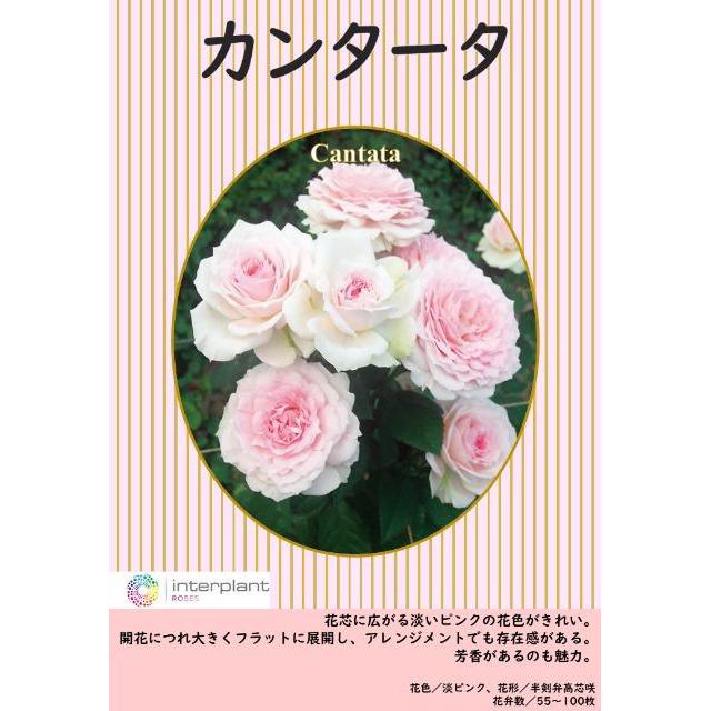 薔薇 バラ の苗木 カンタータ Sp スプレー系 切り花 Ki Bara 435 花育通販yahoo 店 通販 Yahoo ショッピング