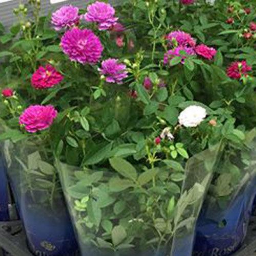 薔薇 バラ ミニバラ スイートチャリオットの苗 Ki Bara 438 花育通販yahoo 店 通販 Yahoo ショッピング