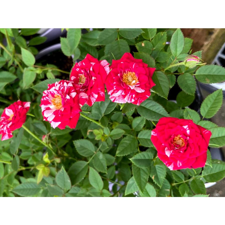 ミニバラ　ピジョンブラッド ミニバラ ピジョンブラッド 薔薇（バラ） ミニバラ・ゼブラの苗 : 植物