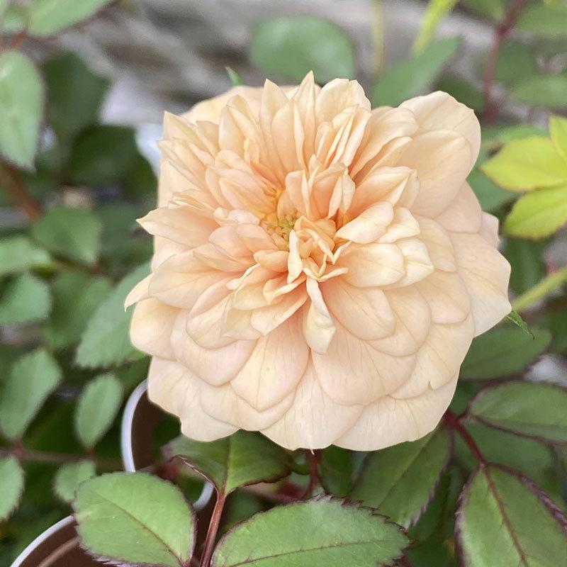 薔薇（バラ） ミニバラ・モカの苗 : 植物・園芸専門店 花育通販Yahoo