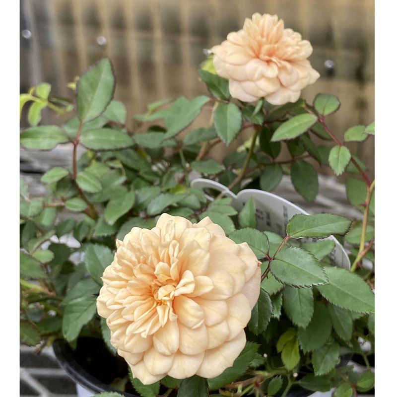 「モカリ」 和バラ苗　切り花品種バラ苗　レアバラ　2点 薔薇（バラ） ミニバラ・モカの苗 : 植物・園芸専門店 花育通販Yahoo