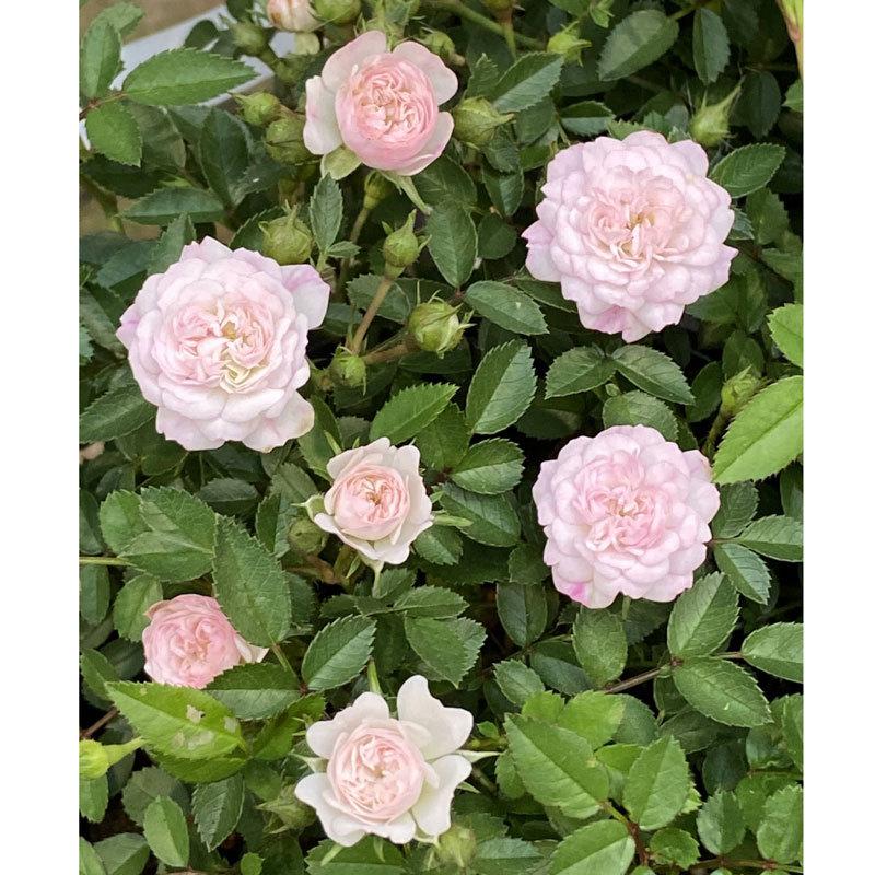 薔薇（バラ） ミニバラ・ハートフォーユーの苗 : 植物・園芸専門店 花 