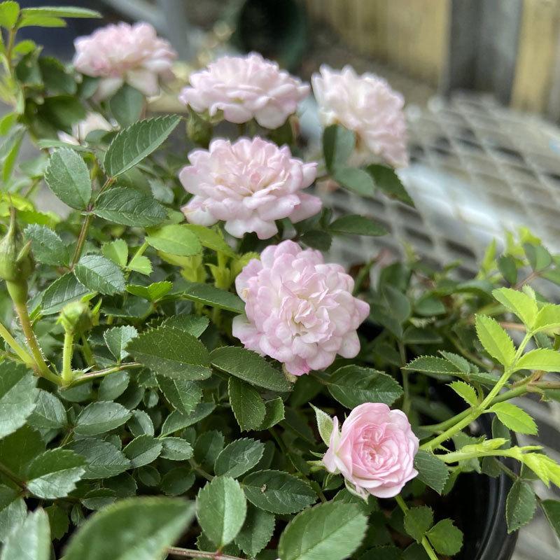 Beaniebaby様♡ご予約　バラ苗 Beaniebaby様♡ご予約 バラ苗