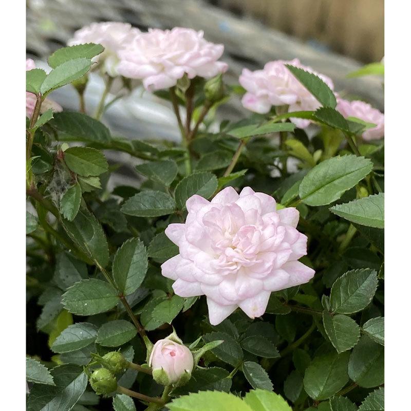 薔薇（バラ） ミニバラ・ハートフォーユーの苗 : 植物・園芸専門店 花