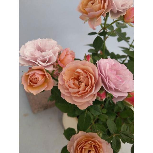 薔薇（バラ） ミニバラ・カーナハニーゴールド（ウェディングゴールド