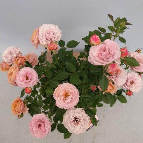 薔薇（バラ） ミニバラ・カーナハニーゴールド（ウェディングゴールド