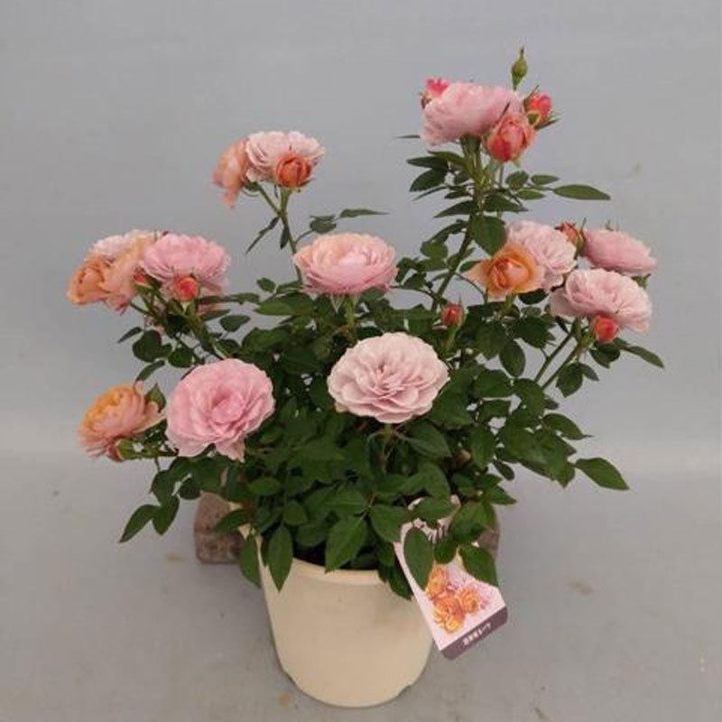 薔薇（バラ） ミニバラ・カーナハニーゴールド（ウェディングゴールド
