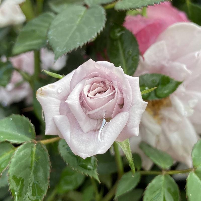 薔薇（バラ） ミニバラ・ウィンターマジックの苗 :KI-bara-450:花育通販Yahoo!店 - 通販 - Yahoo!ショッピング