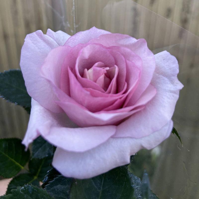 薔薇（バラ） ミニバラ・ウィッシュアイの苗 : 植物・園芸専門店 花育