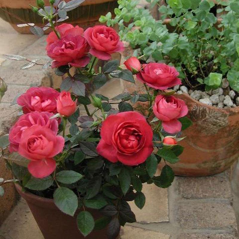 薔薇（バラ） ミニバラ・コーヒーオベーションの苗 : 植物・園芸専門店