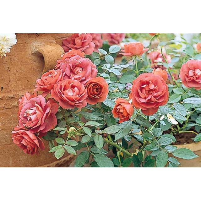 薔薇（バラ） ミニバラ・コーヒーオベーションの苗 : 植物・園芸専門店