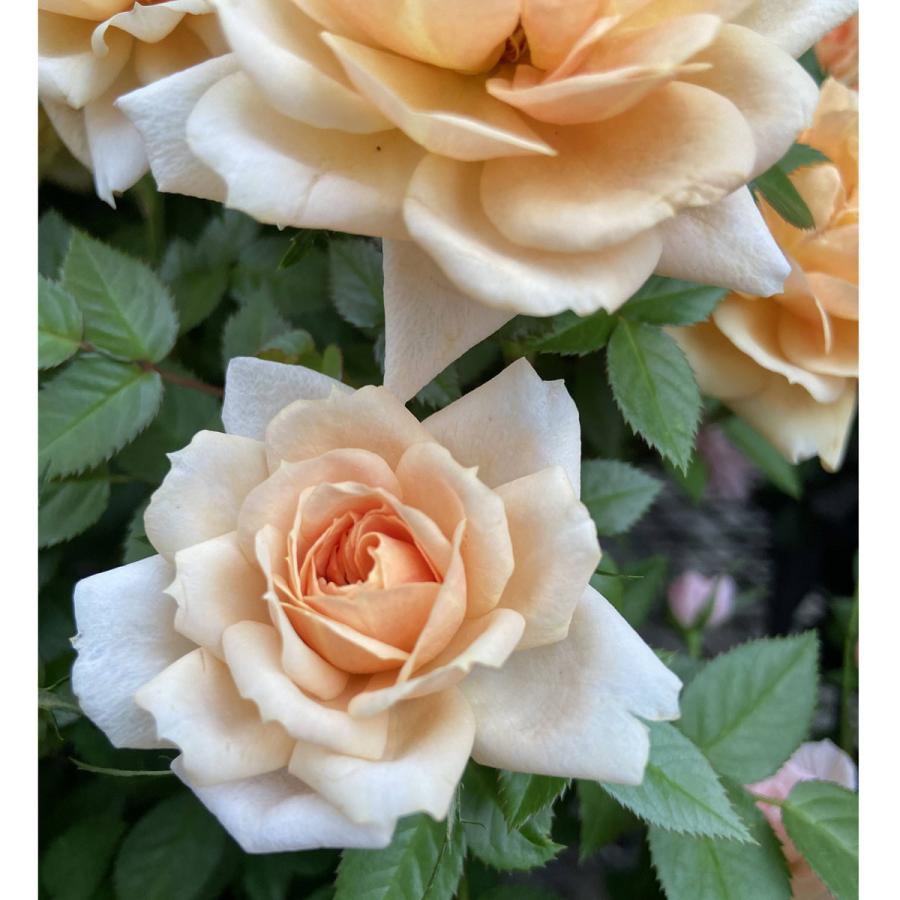 薔薇（バラ） ミニバラ モカフェローズの苗 : 植物・園芸専門店 花育