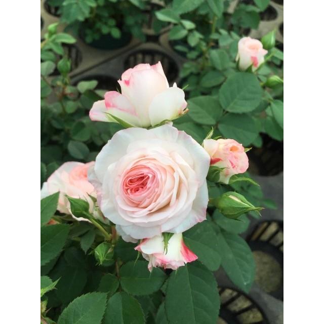 薔薇（バラ） ミニバラ ラブリーモアの苗 : 植物・園芸専門店 花育通販