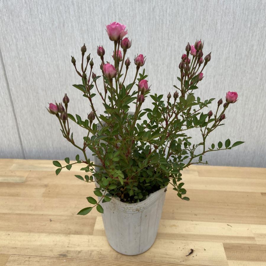 薔薇（バラ） ミニバラ ワンダーファイブの苗 : 植物・園芸専門店 花育