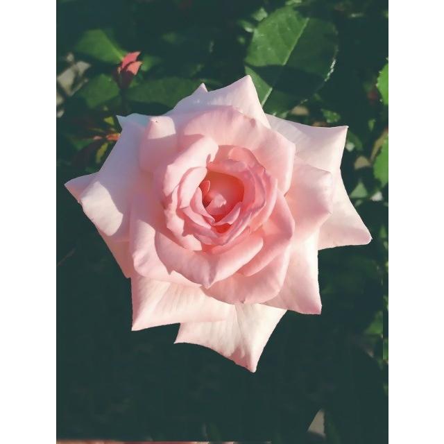 薔薇（バラ）　 トゥルーブルーム　グレースの苗｜hanaikushop｜02