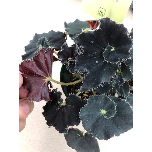 ベゴニア　ダークマンボ　レックスベゴニア 根茎性 レックスベゴニア'ダークマンボ'の苗 Begonia 'Dark