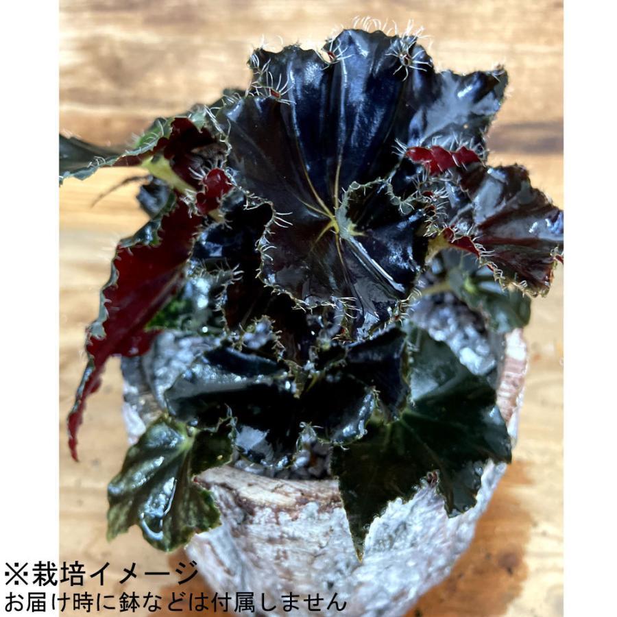 ベゴニア　ダークマンボ　レックスベゴニア 根茎性 レックスベゴニア'ダークマンボ'の苗 Begonia 'Dark