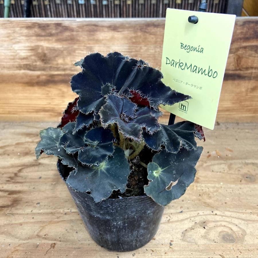 ベゴニア　ダークマンボ　レックスベゴニア レックスベゴニア：ダークマンボ3.5号ポット の通販 | 園芸ネット