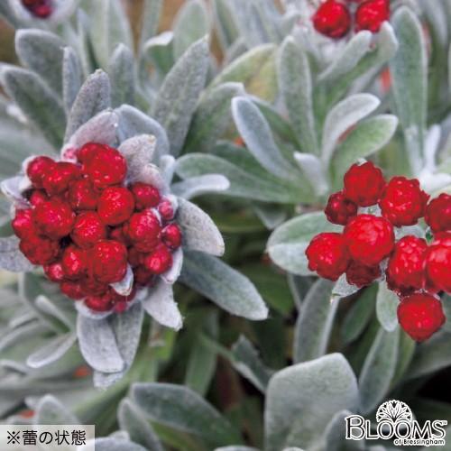 ヘリクリサム レッドジュエルの苗 Ki Blooms 103 花育通販yahoo 店 通販 Yahoo ショッピング