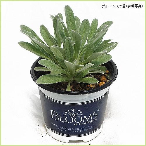 ヘリクリサム・レッドジュエルの苗 : 植物・園芸専門店 花育通販Yahoo 