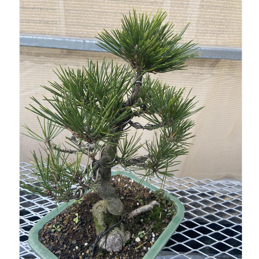 現品】松盆栽 黒松（クロマツ）7号 長角浅鉢 : 植物・園芸専門店 花育