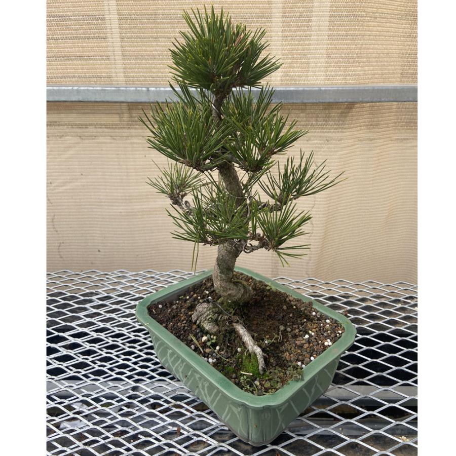 盆栽、黒松 楽天市場】盆栽 松 黒松 樹高 約36cm くろまつ 高級盆栽 Pinus