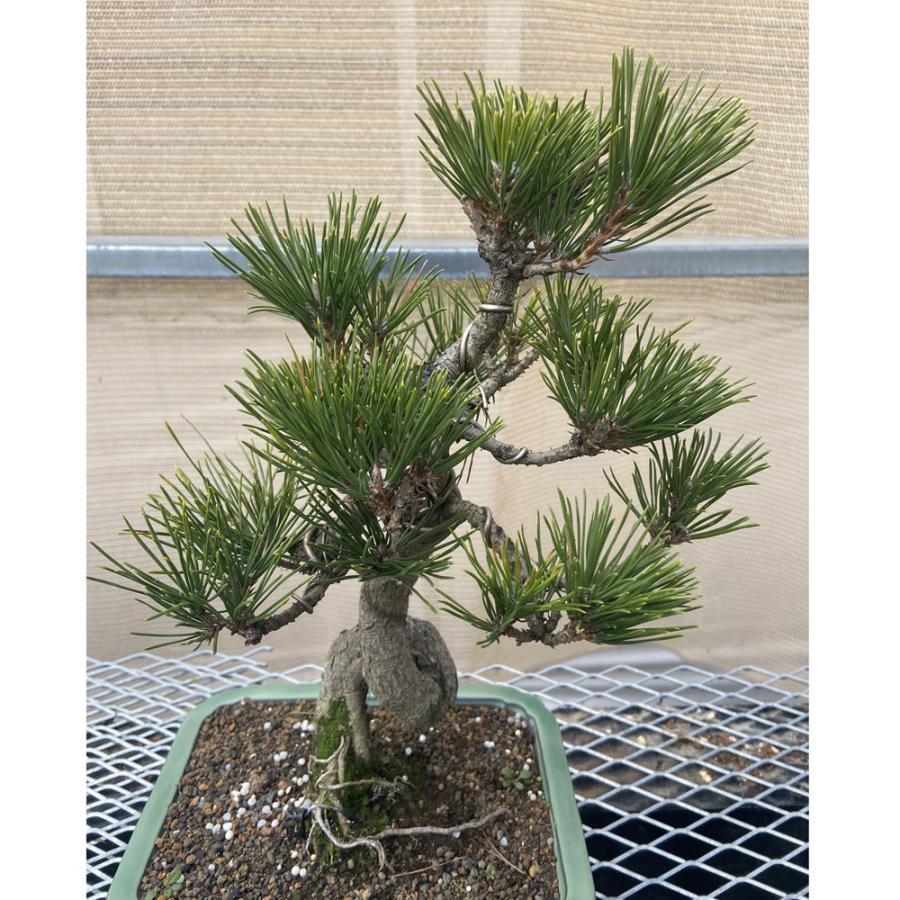 現品】松盆栽 黒松（クロマツ）7号 長角浅鉢 : 植物・園芸専門店