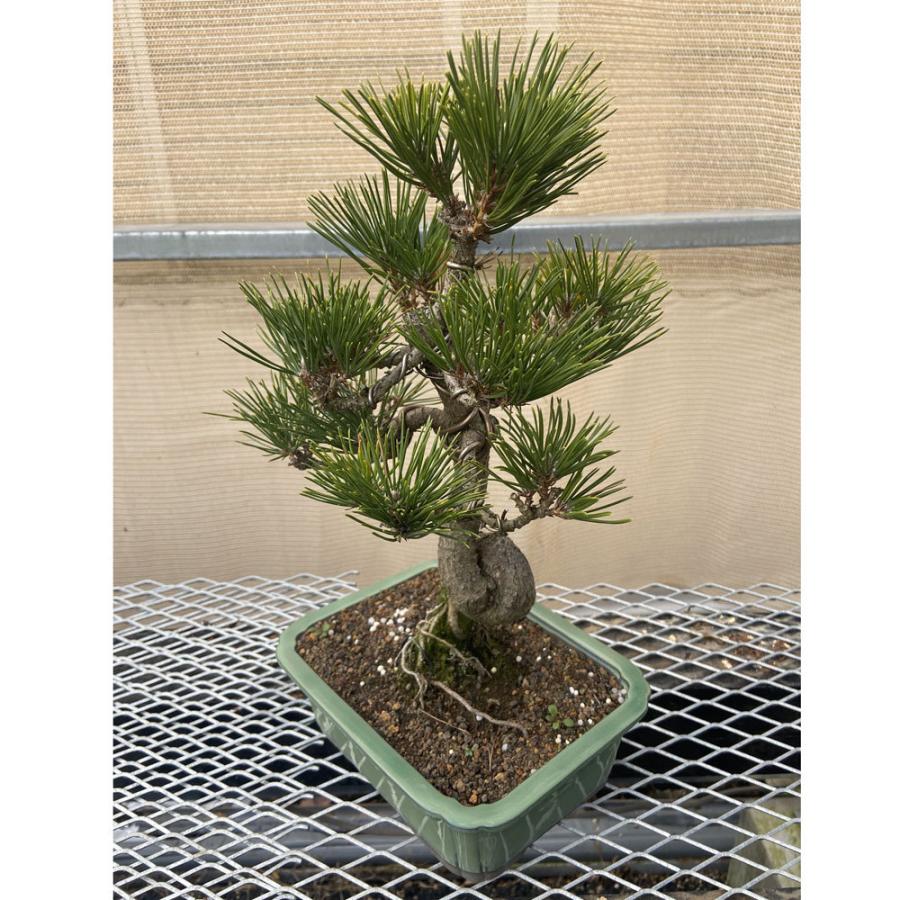 現品】松盆栽 黒松（クロマツ）7号 長角浅鉢 : 植物・園芸専門店