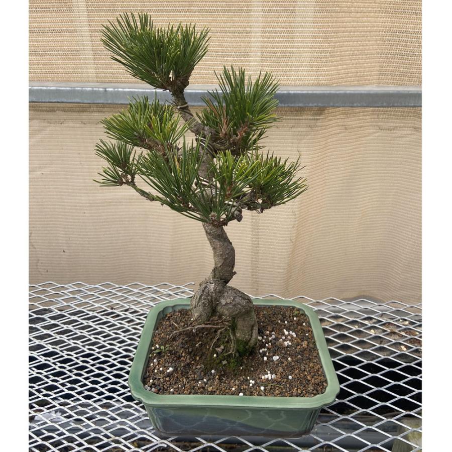 現品】松盆栽 黒松（クロマツ）7号 長角浅鉢 : 植物・園芸専門店 花育