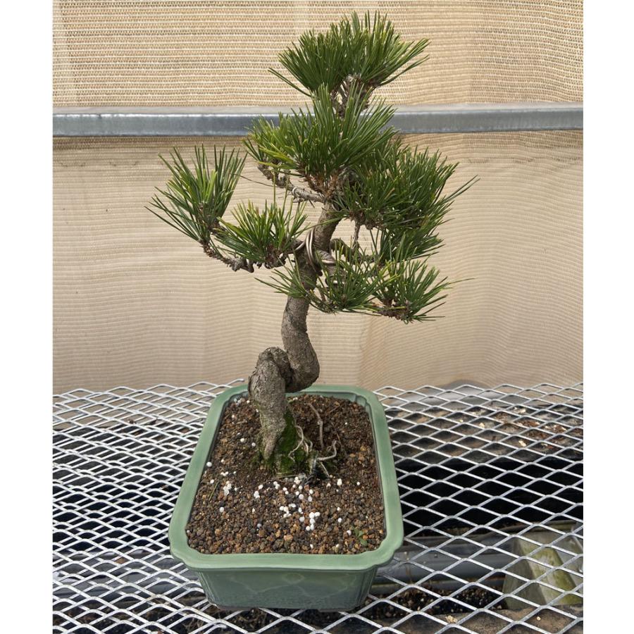 現品】松盆栽 黒松（クロマツ）7号 長角浅鉢 : 植物・園芸専門店 花育