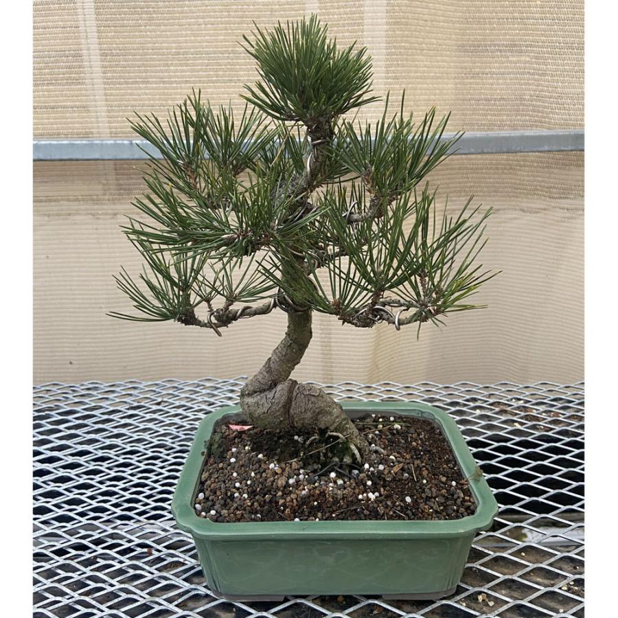 黒松　盆栽 現品】松盆栽 黒松（クロマツ）7号 長角浅鉢 : 植物・園芸専門店 花育