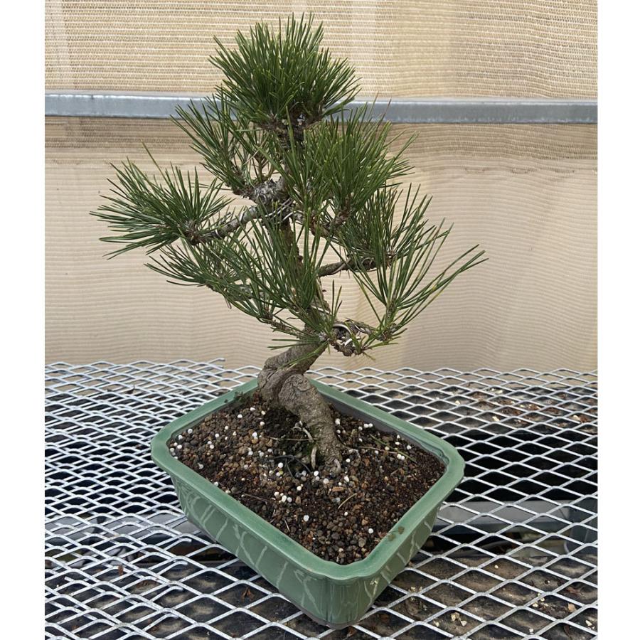 現品】松盆栽 黒松（クロマツ）7号 長角浅鉢 : 植物・園芸専門店 花育