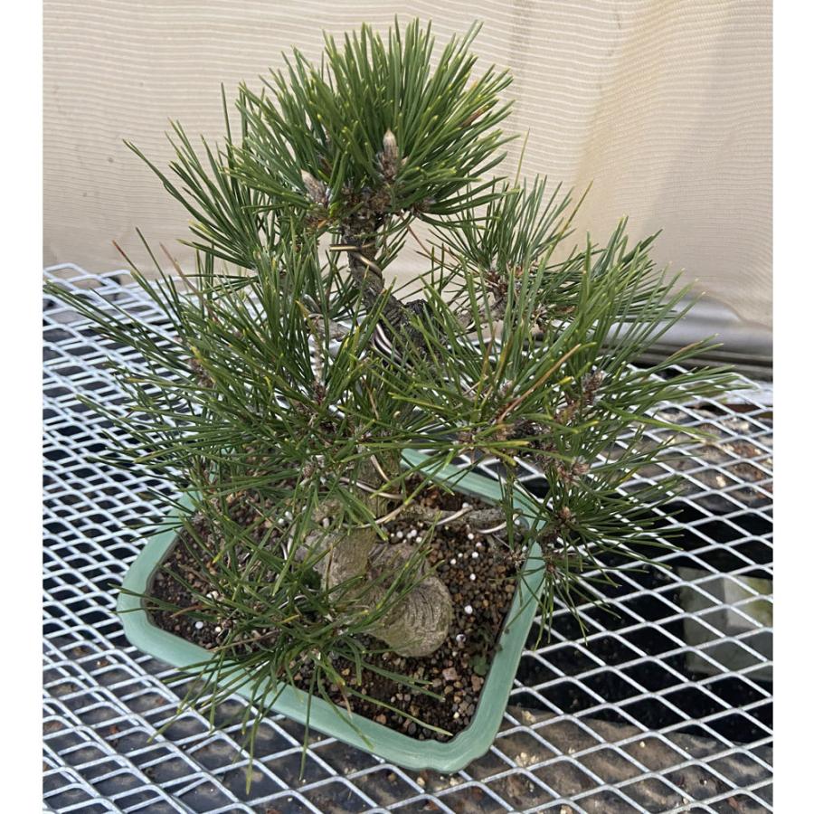 黒松　松　大品盆栽 黒松盆栽（中型サイズ） 【11100-0073】 - 埼玉県さいたま市