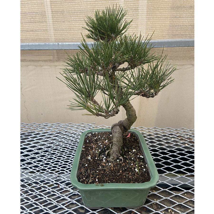 現品】松盆栽 黒松（クロマツ）7号 長角浅鉢 : 植物・園芸専門店 花育