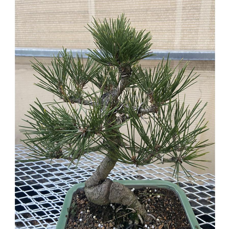 現品】松盆栽 黒松（クロマツ）7号 長角浅鉢 : 植物・園芸専門店