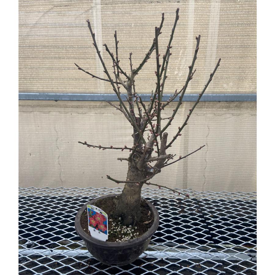 現品】花梅盆栽 大盃（おおさかずき）6号プラ鉢 : 植物・園芸専門店 花