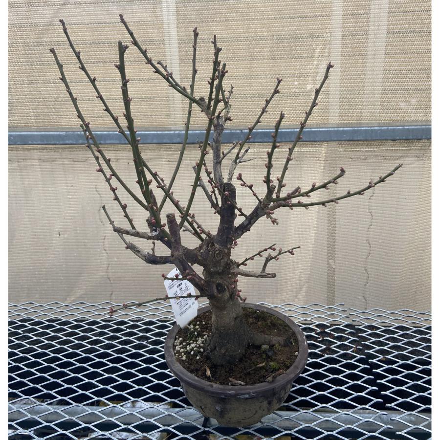 現品】花梅盆栽 大盃（おおさかずき）6号プラ鉢 : 植物・園芸専門店 花