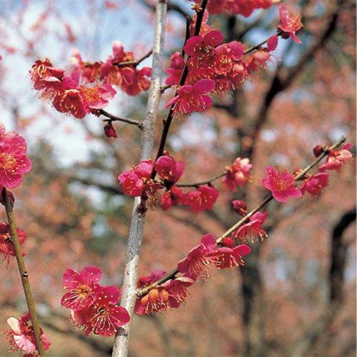 現品】花梅盆栽 大盃（おおさかずき）6号プラ鉢 : 植物・園芸専門店 花