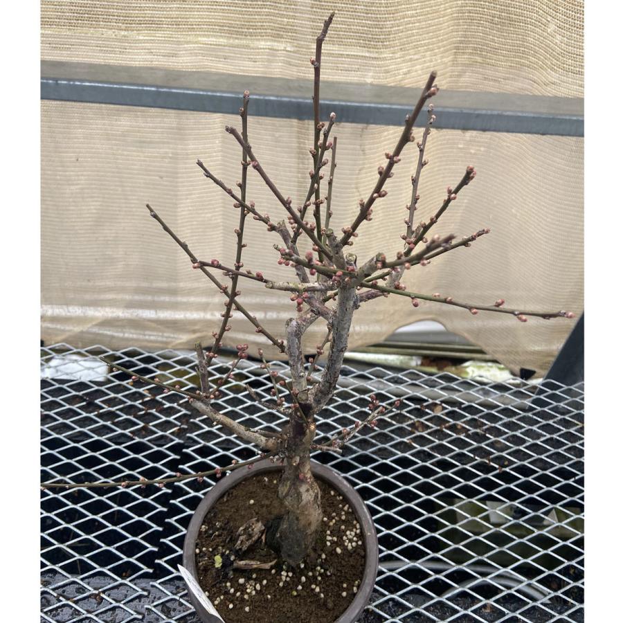 現品】花梅盆栽 大盃（おおさかずき）6号プラ鉢 : 植物・園芸専門店 花